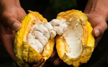 Loại hạt của Việt Nam được xếp hạng ngon nhất thế giới, là “thuốc hạ huyết áp tự nhiên”, ngừa cả đau tim và đột quỵ