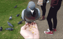 Vì sao giữa thời đại kỹ thuật số, Ấn Độ vẫn sử dụng chim bồ câu đưa thư?