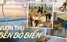 Quán cà phê trông như 'vườn thú' nằm ngay bờ biển Mũi Né, đang là địa điểm được các gia đình đua nhau tìm đến