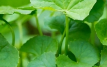 4 loại rau có tác dụng thải độc, thanh nhiệt cực tốt trong ngày hè: Có loại giá rẻ như bèo, thậm chí còn cho nhau không lấy tiền