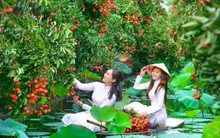 Khám phá "miền Tây thu nhỏ" ở đất vải Hải Dương