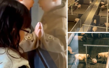 Phòng khách sạn 29 triệu đồng/đêm ''ngắm'' chuồng heo