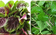 8 loại rau thải độc gan cực tốt, ăn vào đỡ táo bón giá chỉ bằng cốc trà đá