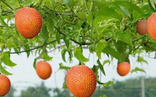 Loại quả mọc dại nhiều tại Việt Nam được thế giới công nhận rất tốt cho sức khoẻ