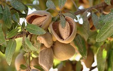 Ăn 1 nắm nhỏ hạt này mỗi ngày, vừa no lâu, giảm cân còn trẻ ra trông thấy