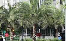 Người đàn ông 74 tuổi nghi rơi từ tầng 19 chung cư xuống đất tử vong