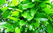 Loại lá được gọi là sâm, giúp giải độc, mát gan chống lão hoá diệu kỳ