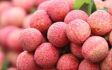 Vải và nhãn tươi Việt Nam "rộng đường" vào Singapore