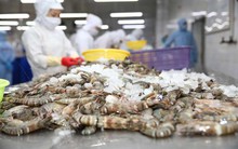 Sau năm lãi kỷ lục, Thủy sản Minh Phú (MPC) lên kế hoạch lãi 2023 "đi lùi" 23%, dành tối đa 70% lợi nhuận để chia cổ tức