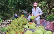 Thêm cơ hội xuất khẩu sầu riêng vào Trung Quốc