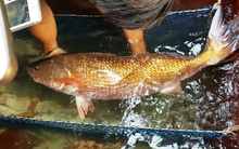 Việt Nam có loài cá đặc sản đắt đỏ bậc nhất, trong bụng chứa một thứ quý như vàng