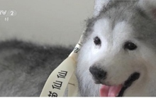 Nghề làm thú cưng mô phỏng như thật “hot” ở Trung Quốc