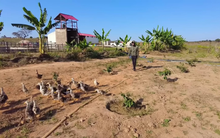 Loài gia cầm ở Angola có giá hơn nửa triệu đồng/con, chỉ người Trung Quốc và Tây Á mới ăn hóa ra bán đầy chợ Việt