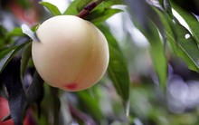 Loại quả 20-25.000 đồng/kg ở Việt Nam được Nhật Bản cải tiến thành ‘ngọc quý’ đắt gấp 40 lần: Tất cả nằm ở bí quyết phù phép giống Trung Quốc thành ‘giống lạ’