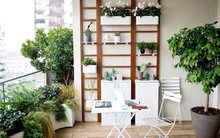 Cách trồng cây cảnh hợp lý cho ban công nhỏ của chung cư