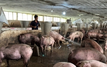 Giá heo tăng, người chăn nuôi vẫn gặp khó
