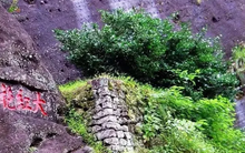 Loại cây mỗi năm chỉ ra vài gram thành phẩm, hiếm tới mức được chính quyền thành phố mua bảo hiểm hơn 300 tỷ