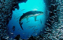 Hiệu ứng cá mòi: Bài học đắt giá cho những người luôn nghĩ mình là kẻ tầm thường