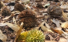 Sầu riêng non rụng la liệt, nông dân Gia Lai lo trắng tay