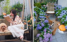 Cải tạo sân thượng 70m2 thành vườn cổ tích cho 6 chú mèo và 1 chú chó chơi đùa