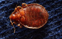 Loài côn trùng ví như 'cơn ác mộng' của du khách xuất hiện, sân bay phải đóng cửa dọn vệ sinh gấp