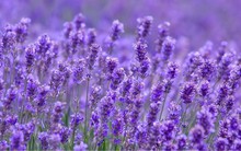 Một cổ phiếu "trà đá" lập chuỗi tăng kịch trần 7 phiên liên tiếp ngay sau khi xuất hiện cổ đông mới