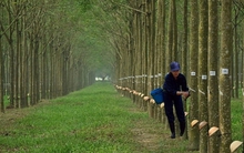 Cao su Đồng Phú 'lấn sân' sang bất động sản khu công nghiệp