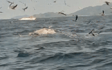 Nơi có thể ngắm cá voi đi săn ngay tại Việt Nam, được du khách nhận xét là thiên đường mùa hè