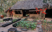 Chàng trai bỏ phố vào rừng, trồng vườn cây đủ màu sắc thu trái trĩu tay