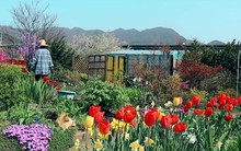 Cặp vợ chồng về quê mua nhà sống giữa thung lũng hoa, từ chối khách đến thăm vì một lý do