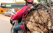 Hà Nội nói không với thịt chó, mèo: Cần truyền thông trong thời gian dài