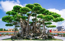 3 cây cảnh đắt nhất Việt Nam, giá thành khiến dân chơi choáng váng