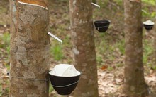 Công ty mẹ PHR báo lãi quý 2 đạt 83 tỷ đồng, cao gấp 9 lần cùng kỳ năm trước