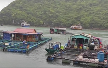 Tạm dừng các hoạt động tham quan trên Vịnh Cát Bà từ trưa 17/7