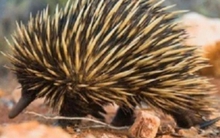 3 ĐIỀU sâu sắc từ chuyện nhím và cáo: Kẻ mạnh chưa chắc đã thắng