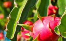 Loại quả giá rẻ của Việt Nam được thế giới ví như ‘siêu trái cây’, giúp phòng ngừa gan nhiễm mỡ, tốt cho tim