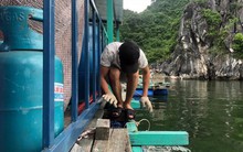 Ứng phó bão số 1: Hải Phòng cấm biển, Cô Tô đưa hơn 10.000 du khách vào bờ