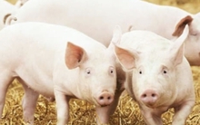 Giá heo hơi leo lên đỉnh cao nhất năm