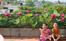 Người phụ nữ Hà Nội biến sân thượng thành vườn sen đẹp như mơ