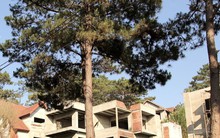 Vì sao 'viên ngọc quý' Măng Đen bị băm nát?