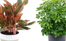 10 cây cảnh hợp mệnh Hỏa thường được đặt trong nhà để hút tài lộc