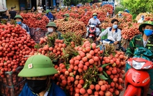 Nhờ trái cây đặc sản, một tỉnh kiếm 6.800 tỷ đồng chỉ trong hai tháng