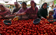 Một loại quả bán tràn lan ở chợ Việt đang giúp người nông dân Ấn Độ trúng đậm: Giá tăng hơn 700%, người trồng thu lời gấp 20 lần so với năm trước