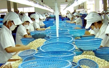 Đối tác mua 3 container tiêu, điều của doanh nghiệp Việt tại UAE 'mất tích'