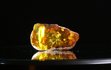 Nước bên trong viên hổ phách 99 triệu năm tuổi: Thấy gì dưới kính hiển vi?