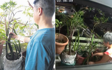 Thấy cây cảnh cứ chết dần chết mòn, người đàn ông sinh nghi đặt máy quay rồi sốc nặng trước kết quả
