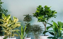 Top 10 cây phong thủy hợp với gia chủ mệnh Mộc
