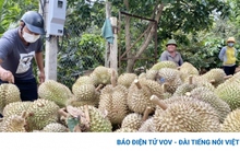 Giá sầu riêng tăng cao, Đắk Lắk dự kiến có mùa bội thu kỷ lục