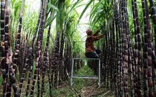 Cơn tăng sốc của giá đường đem lại mức lợi nhuận tăng bằng lần trong quý này cho DN mía đường, cổ phiếu phi hết biên độ