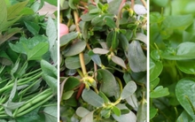 3 loại rau dân dã có nhiều vào mùa hè còn tốt hơn 'nhân sâm, thuốc bổ'